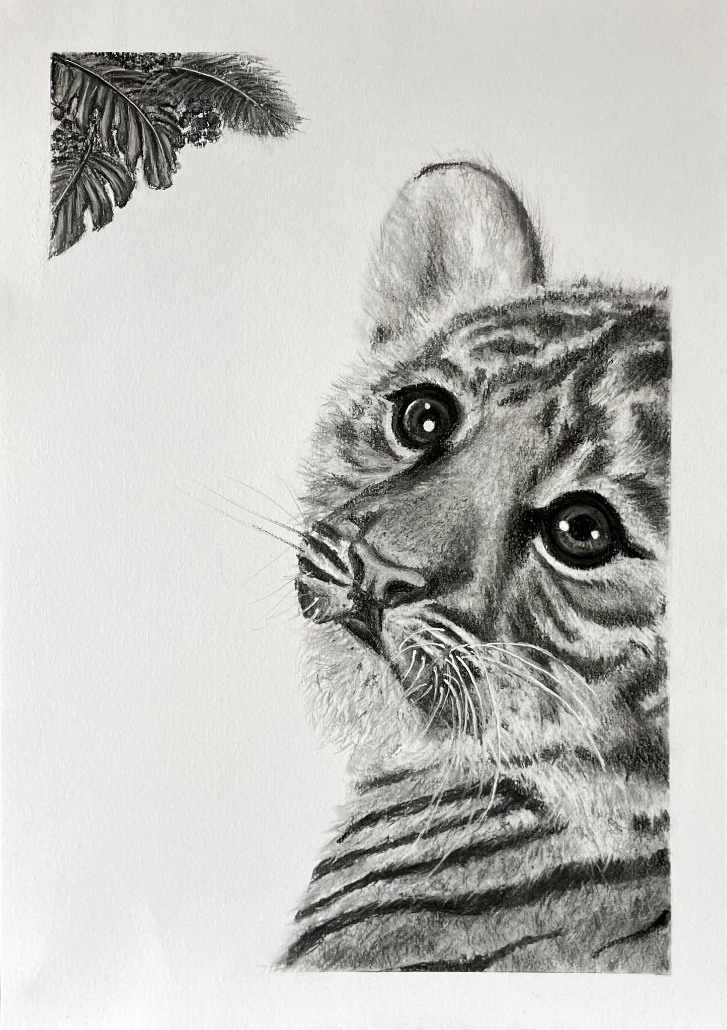 Whiskers and Wonder